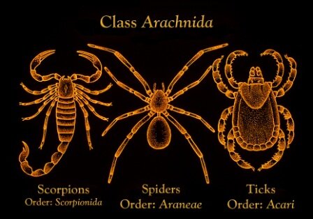 Class Arachnida