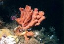 Hewan Porifera