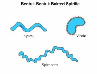 Bentuk Bakteri Spirilia