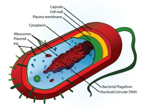 Sel Bakteri